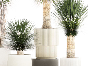 Beautiful Yucca rostrata palm plants in a flowerpot 1313 3D Model