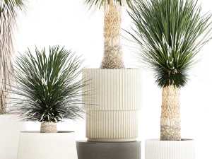 Beautiful Yucca rostrata palm plants in a flowerpot 1313 3D Model