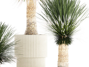 Beautiful Yucca rostrata palm plants in a flowerpot 1313 3D Model