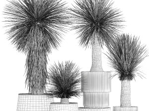 Beautiful Yucca rostrata palm plants in a flowerpot 1313 3D Model