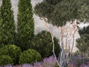 Garden with thuja trees and pine topiary lavender bushes 1314 3D मॉडल