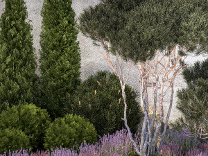 Garden with thuja trees and pine topiary lavender bushes 1314 3D Model
