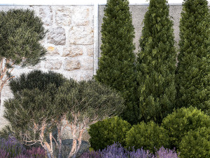 Garden with thuja trees and pine topiary lavender bushes 1314 3D मॉडल