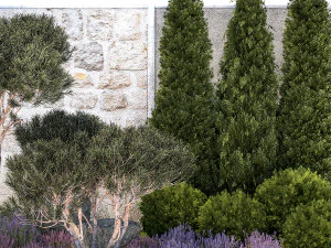 Garden with thuja trees and pine topiary lavender bushes 1314 3D Model