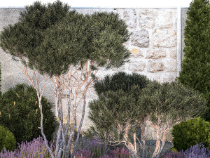 Garden with thuja trees and pine topiary lavender bushes 1314 3D मॉडल