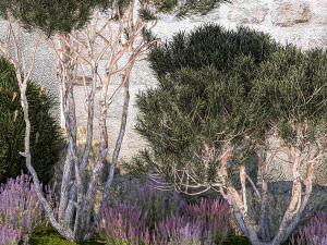 Garden with thuja trees and pine topiary lavender bushes 1314 3D Model