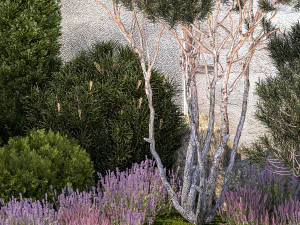 Garden with thuja trees and pine topiary lavender bushes 1314 3D Model