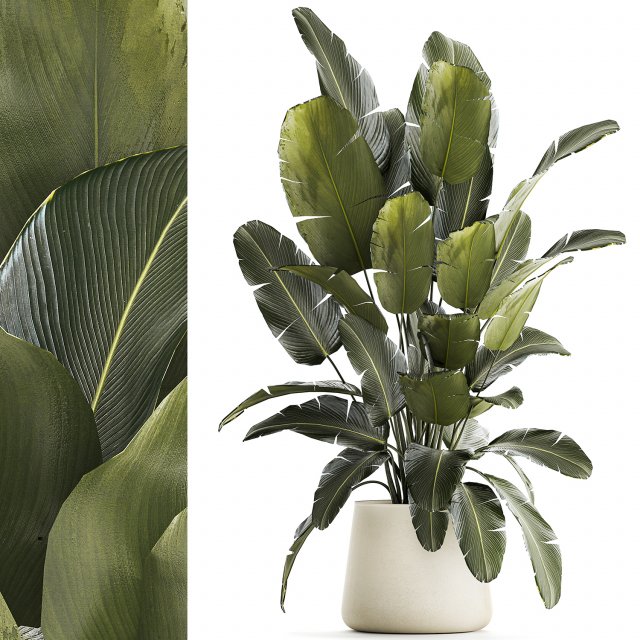 Beautiful Strelitzia bush plants in a flower pot 1315 Model 3D .c4d .max .obj .3ds .fbx .stl .blend 