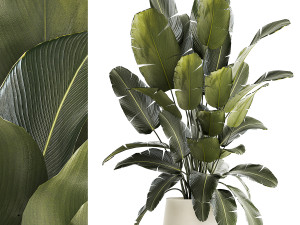 Beautiful Strelitzia bush plants in a flower pot 1315 3D Model
