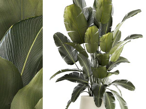 Bellissime piante a cespuglio di Strelitzia in un vaso da fiori 1315 Modello 3D