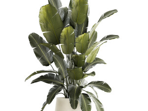 Beautiful Strelitzia bush plants in a flower pot 1315 Model 3D