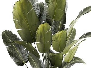 Beautiful Strelitzia bush plants in a flower pot 1315 Model 3D