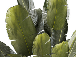 Beautiful Strelitzia bush plants in a flower pot 1315 Model 3D