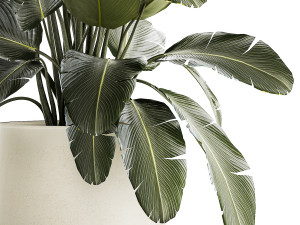 Beautiful Strelitzia bush plants in a flower pot 1315 Model 3D