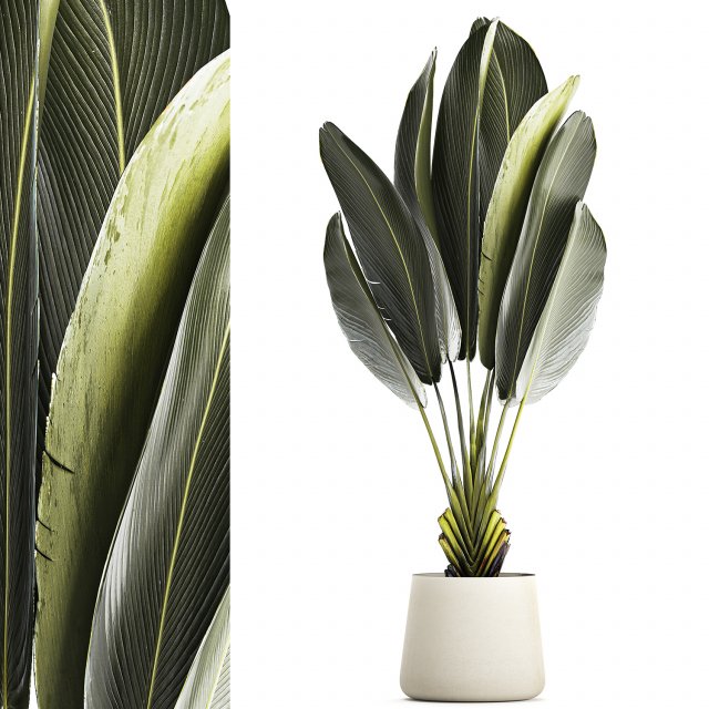 Beautiful Strelitzia Ravenala bush plants in a flower pot 1316 3D Модель .c4d .max .obj .3ds .fbx .stl .blend 