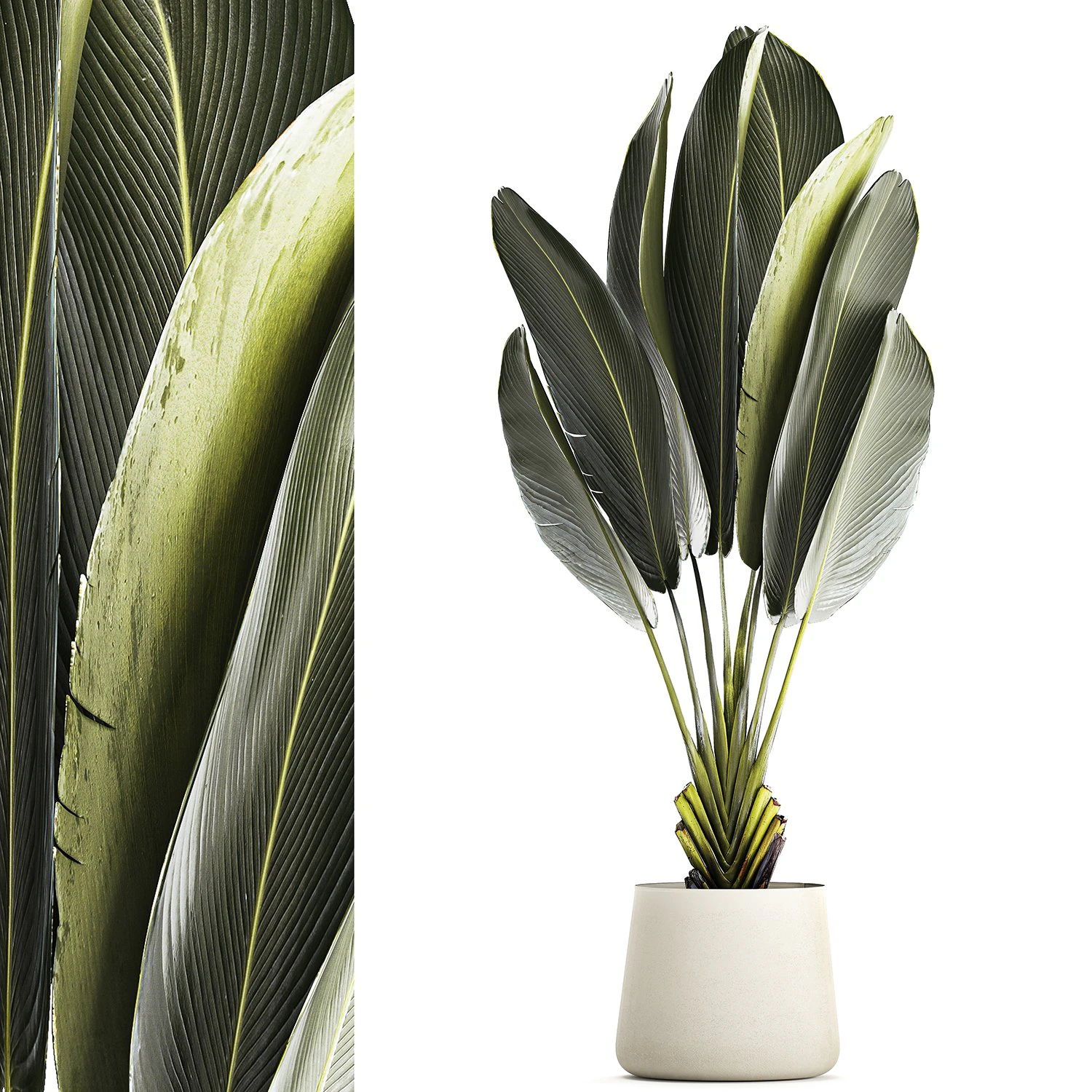 Beautiful Strelitzia Ravenala bush plants in a flower pot 1316 3D Model .c4d .max .obj .3ds .fbx .stl .blend 