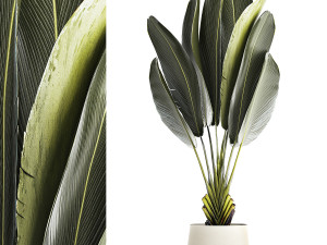 Beautiful Strelitzia Ravenala bush plants in a flower pot 1316 3D मॉडल