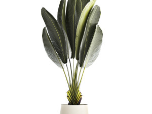 Beautiful Strelitzia Ravenala bush plants in a flower pot 1316 3D Модель