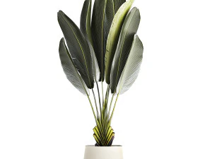 Beautiful Strelitzia Ravenala bush plants in a flower pot 1316 3D Model