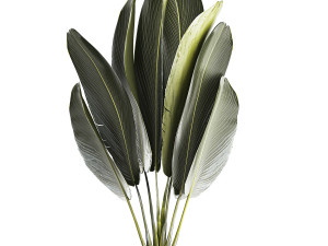 Beautiful Strelitzia Ravenala bush plants in a flower pot 1316 3D Модель