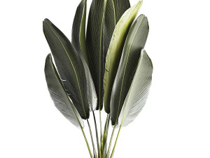 Beautiful Strelitzia Ravenala bush plants in a flower pot 1316 3D Model