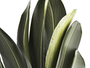 Beautiful Strelitzia Ravenala bush plants in a flower pot 1316 3D Модель