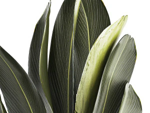 Beautiful Strelitzia Ravenala bush plants in a flower pot 1316 3D Model