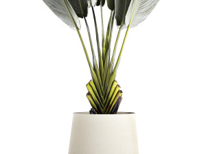 Beautiful Strelitzia Ravenala bush plants in a flower pot 1316 3D Модель