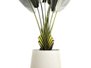 Beautiful Strelitzia Ravenala bush plants in a flower pot 1316 3D Model