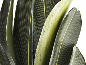 Beautiful Strelitzia Ravenala bush plants in a flower pot 1316 3D Модель