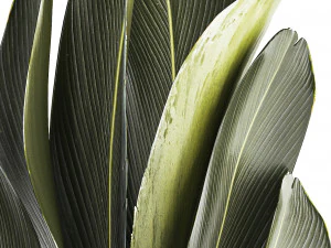 Beautiful Strelitzia Ravenala bush plants in a flower pot 1316 3D Model