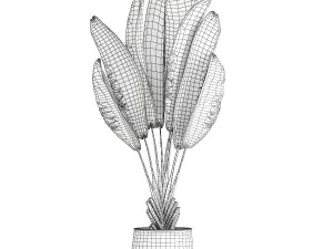 Beautiful Strelitzia Ravenala bush plants in a flower pot 1316 3D Model