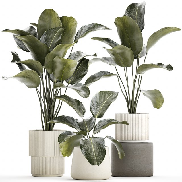 Beautiful plant bush Calathea lutea in a flower pot 1317 Modello 3D .c4d .max .obj .3ds .fbx .stl .blend 