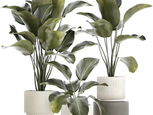 Semak tanaman yang indah Calathea lutea dalam pot bunga 1317 Model 3D