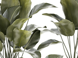 Beautiful plant bush Calathea lutea in a flower pot 1317 Modello 3D