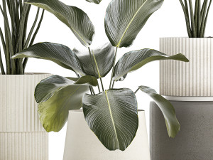 Beautiful plant bush Calathea lutea in a flower pot 1317 Modello 3D
