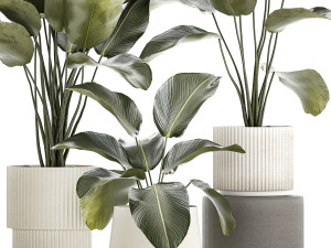 Beautiful plant bush Calathea lutea in a flower pot 1317 Modello 3D