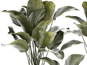Beautiful plant bush Calathea lutea in a flower pot 1317 Modello 3D