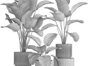 Beautiful plant bush Calathea lutea in a flower pot 1317 Modello 3D