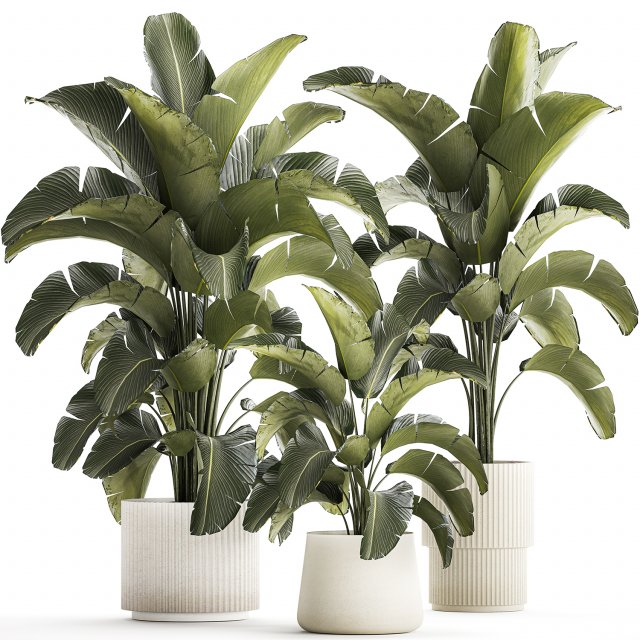 Beautiful Strelitzia bush plants in a flower pot 1318 Modelo 3D .c4d .max .obj .3ds .fbx .stl .blend 