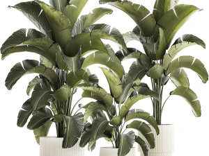 Красивые кустовые растения Стрелиции в цветочном горшке 1318 3D Модель