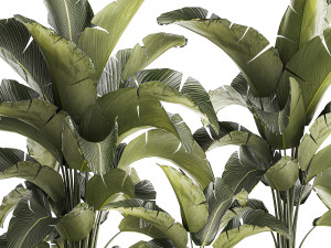 Beautiful Strelitzia bush plants in a flower pot 1318 Modelo 3D