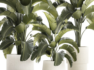 Beautiful Strelitzia bush plants in a flower pot 1318 Modelo 3D