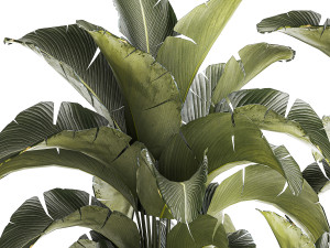Beautiful Strelitzia bush plants in a flower pot 1318 Modelo 3D