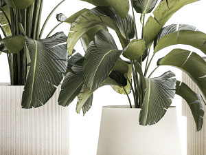 Beautiful Strelitzia bush plants in a flower pot 1318 Modelo 3D