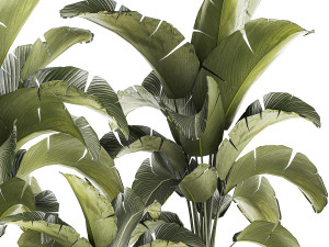 Beautiful Strelitzia bush plants in a flower pot 1318 Modelo 3D