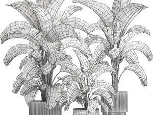 Beautiful Strelitzia bush plants in a flower pot 1318 Modelo 3D