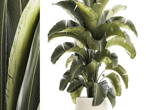 Beautiful Strelitzia Bush Plants In A Flowerpot 1319 3D Model