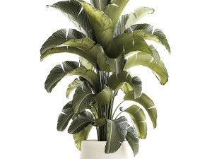 Beautiful Strelitzia Bush Plants In A Flowerpot 1319 3D 모델