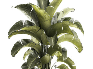 Beautiful Strelitzia Bush Plants In A Flowerpot 1319 3D 모델